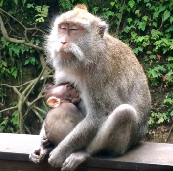 Ubud - Mother nature