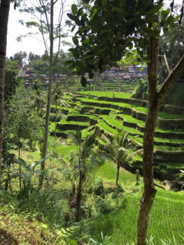 Rondreis Bali, Java & Lombok - Rijstvelden Bali