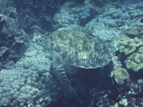 Komodo National Park - Diving Komodo, a dream come true
