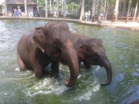 Bali - olifantenpark taro in Bali