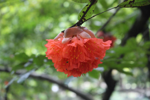 Java - Bloem op Java, Indonesië