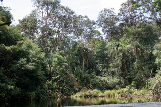 Sumatra - Tropisch veenbos op het Kampar schiereiland van de provincie Riau, Sumayra, Indonesie