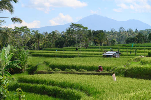Ubud - Ricefields, Ubud - Bali