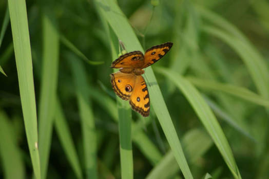 Pura Luhur Uluwatu - Vlinder