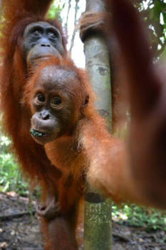 Gunung Leuser National Park - Nieuwsgierig aapje...