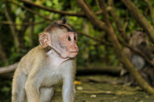 Bali - Monkey Sanctuary