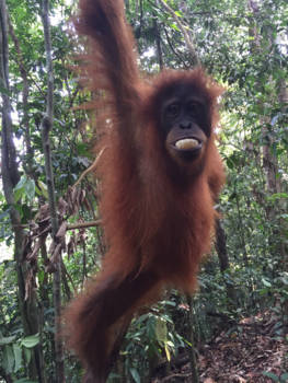 Gunung Leuser National Park - See cheese :)