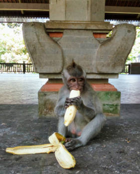 Bali - Monkey Forest in Ubud
