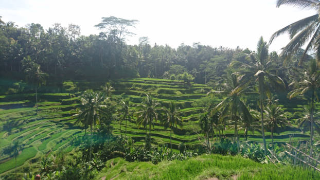 Bali - Rijstterrassen in Ubud