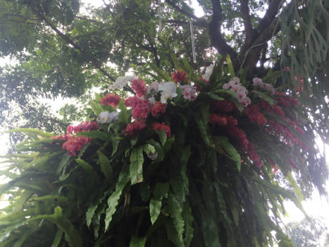 Java - Bogor, orchideeën groeien in de bomen