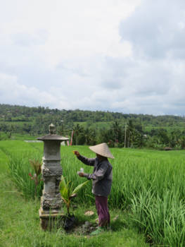 Bali - Rijstplukker UNESCO werelderfgoed Jatiluwih