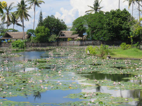 Bali - Lotusvijver