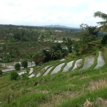 Bali - Prachtige sawa's van Jatiluwih Bali