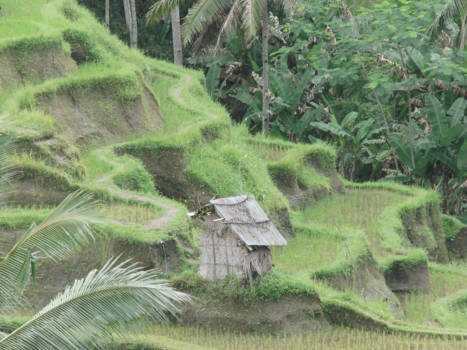 Bali - schuilhut tussen de rijstvelden