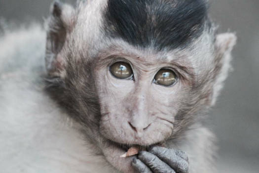 Lombok - Wild monkey