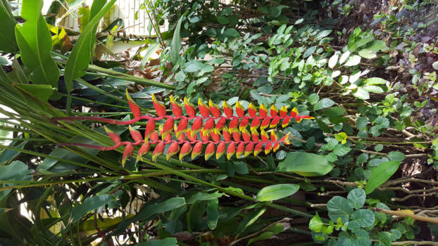 Bali - prachtige bloemen