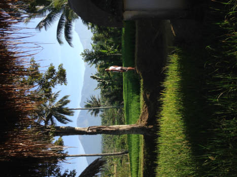 Rondreis Bali & Lombok - Rijst & shine