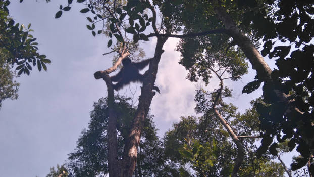 Kayan Mentarang National Park - Ik houd je in de gaten!