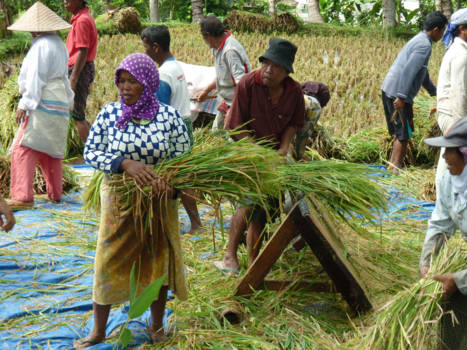 Kleine Soenda-eilanden - Vele handen maken licht werk!