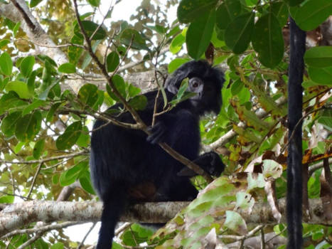 Java - Nog meer apen