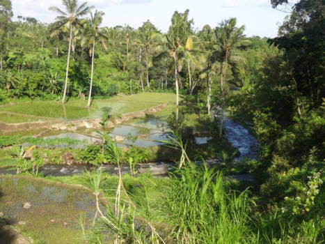 Java - Java zoveel kleuren groen