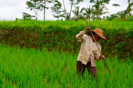Bali - Groen, groener, groenst. Ubud, Bali