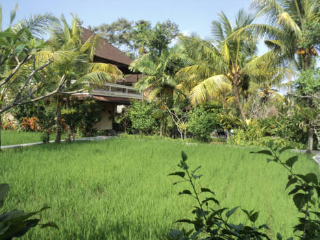 Bali - Ubud