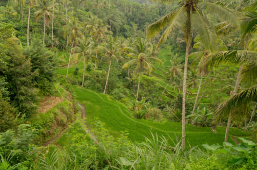 Bali - Bali's most beautiful rice fields!