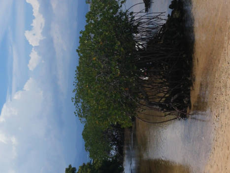 Nusa Lembongan - Mangrove