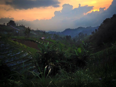 Java - Lente in Java, natuur in bloei