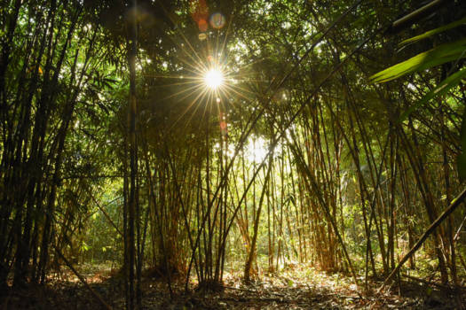 Bali - Door de bomen het bos niet meer zien