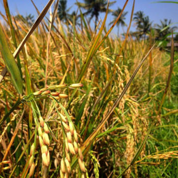 Bali - Rijst