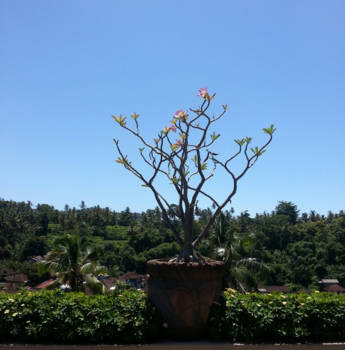 Bali - Bali in the peaceful morning glory...