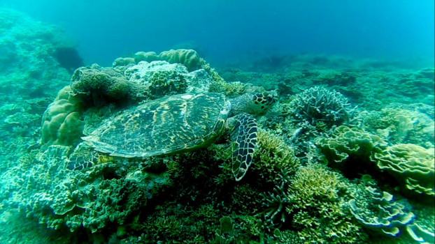 Gili-eilanden - Snorkling with wild sea turtle