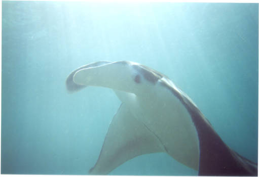 Komodo - Meeting a Manta