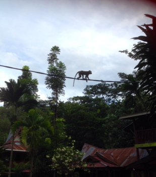 Sumatra - cheeky monkey