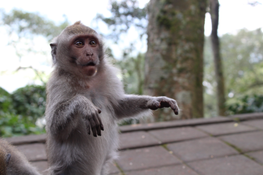 Bali - It's summer, time to dance!