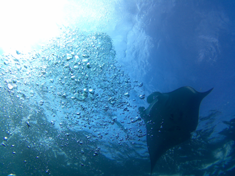 Nusa Lembongan - Spotten van reuse manta's