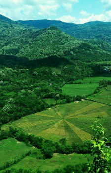 Flores - Spiderweb Ricefield