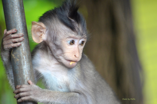 Bali - Aapje in Ubud