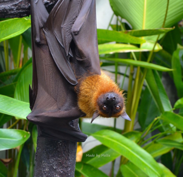 Bali - Vliegende hond