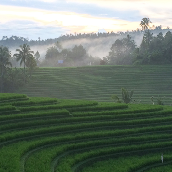 Bali - Rijstvelden