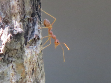 Sanur - How nature works