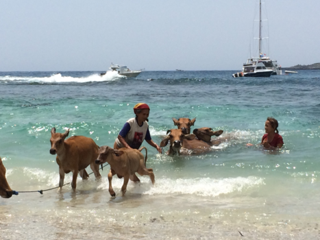 Bali - Taking the weekly bath, Nusa Penida