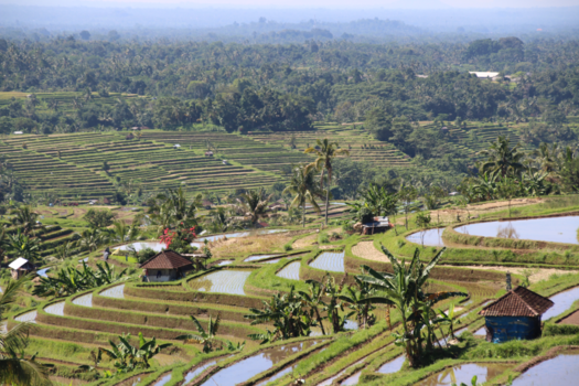 Bali - De prachtige rijstvelden van Bali