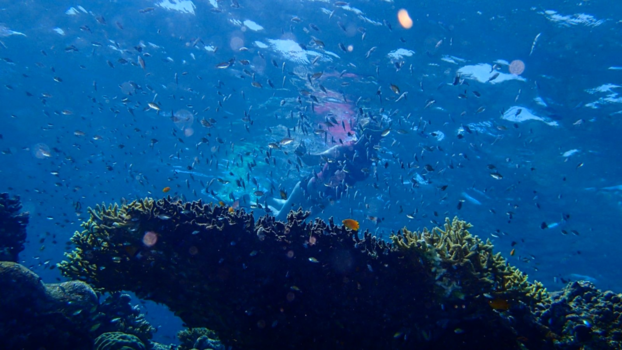 Bali - Colourful world beneath !