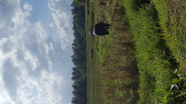 Bali - Rijstvelden Ubud