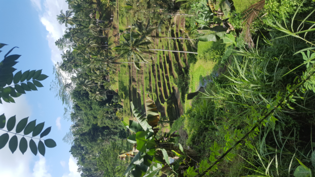 Bali - Rijstvelden Ubud