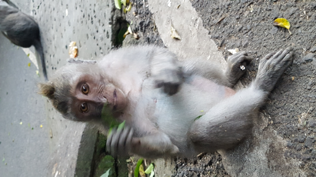 Bali - Monkey Forrest