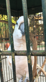 Java - Kaketoe in Gembira Loka Zoo, Yogyakarta